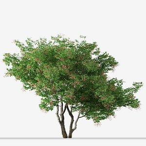 Set of Acer tataricum or Tatarian maple Trees - 3 Trees 3D