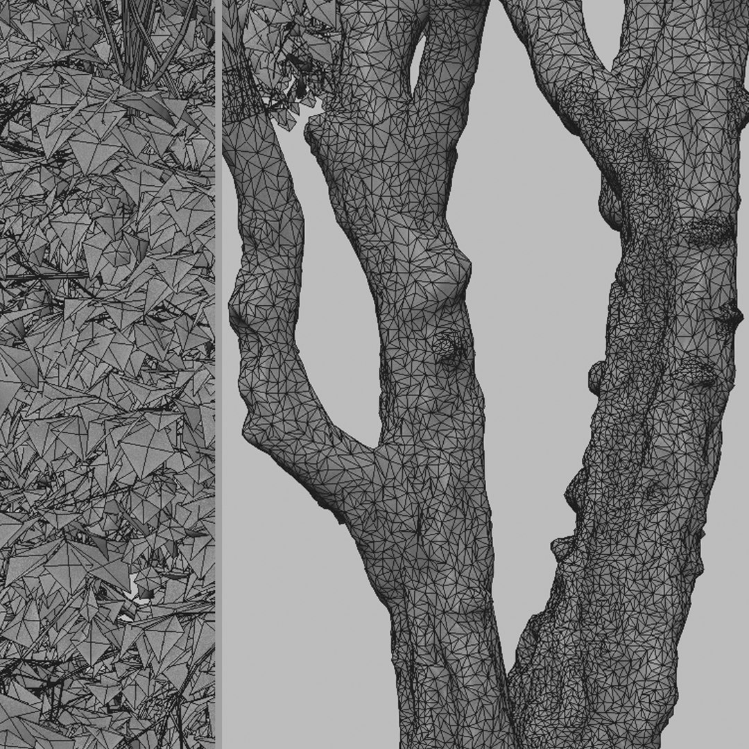 Set Of Acer Tataricum Or Tatarian Maple Trees - 3 Trees 3D - TurboSquid ...