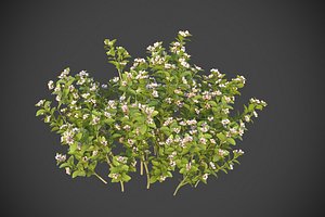 XfrogPlants Wild Lowbush Blueberry - Vaccinium Angustifolium