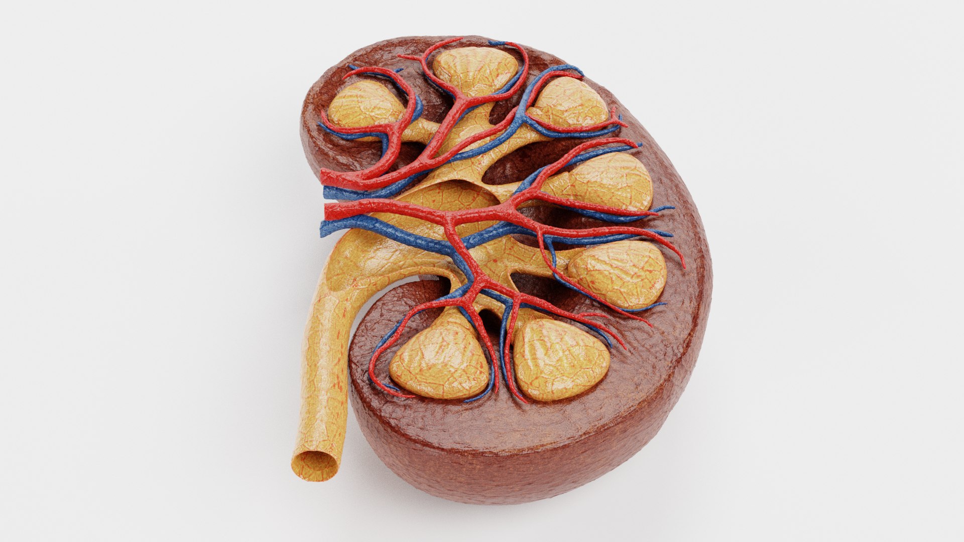 3D Kidney Section 2 Model - TurboSquid 1716369