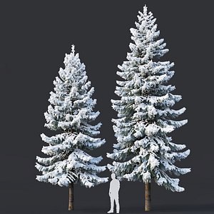 3D fir trees