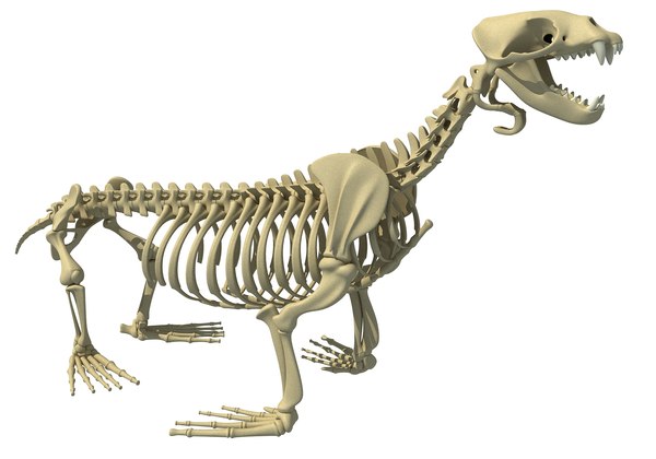 obj sea lion skeleton animal