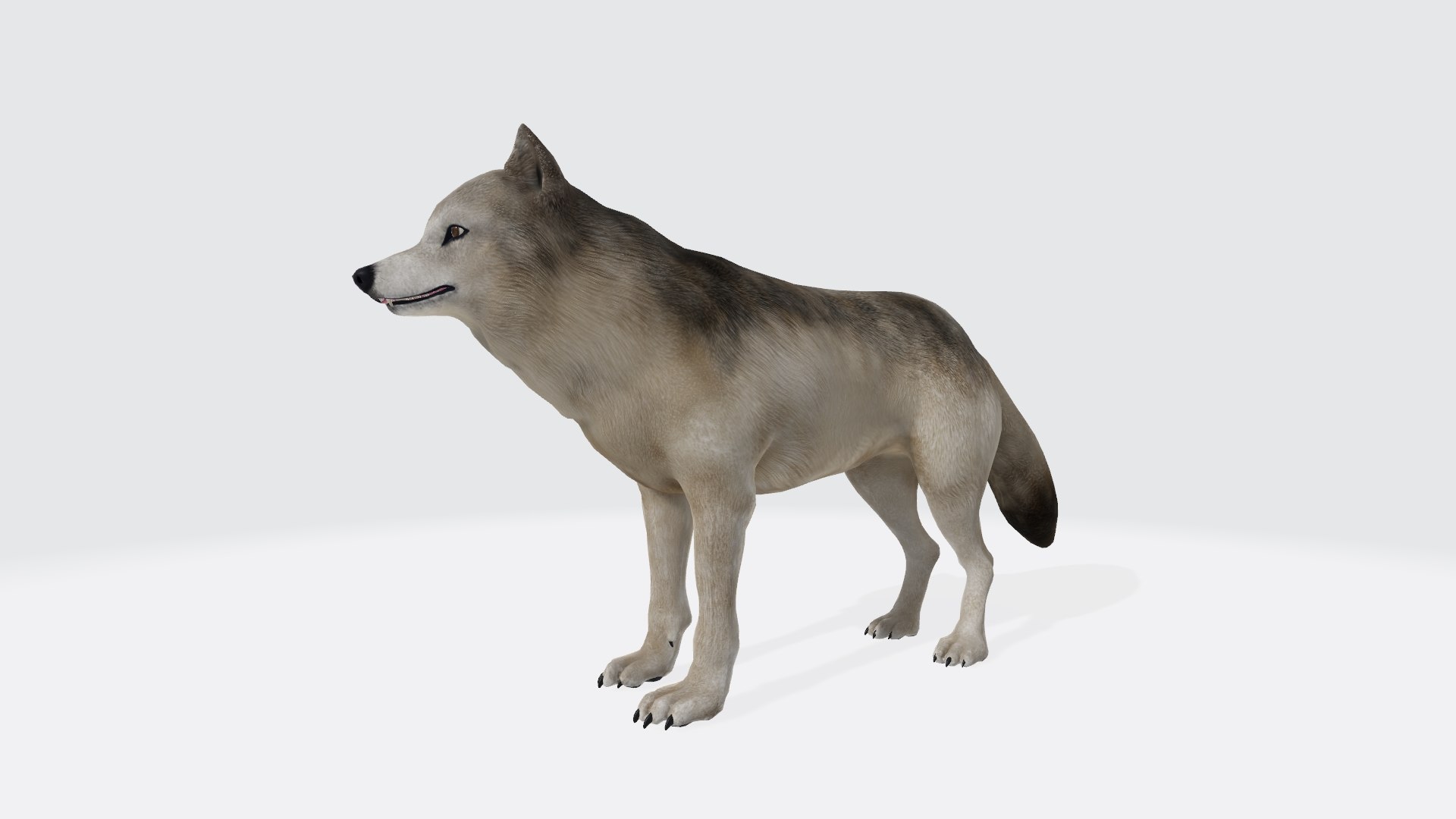 3D model Gray Wolf Animal Figure 3D Model Ready to Print https://p.turbosquid.com/ts-thumb/bA/HdyBg5/h0/graywolfanimalfigure3dmodelreadytoprint4/jpg/1730364867/1920x1080/fit_q87/832dbedacc78b8c7e94b542e5cf829a9875e68bd/graywolfanimalfigure3dmodelreadytoprint4.jpg