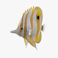Copperband Butterflyfish Rigged for Cinema 4D