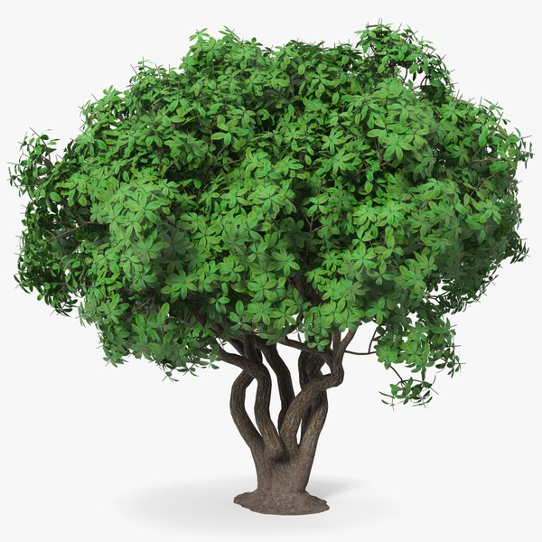3D model tree foliage rhododendron