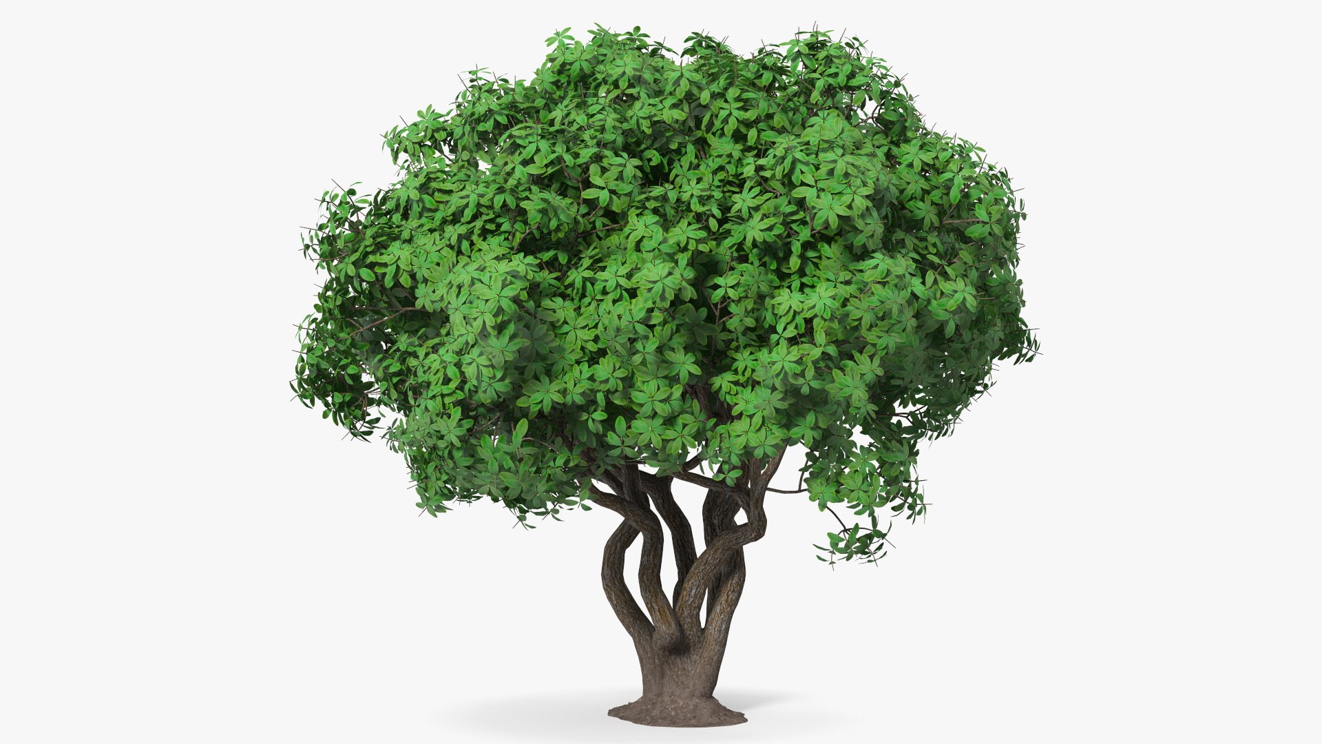 Rhododendron Tree Foliage 3D model preview