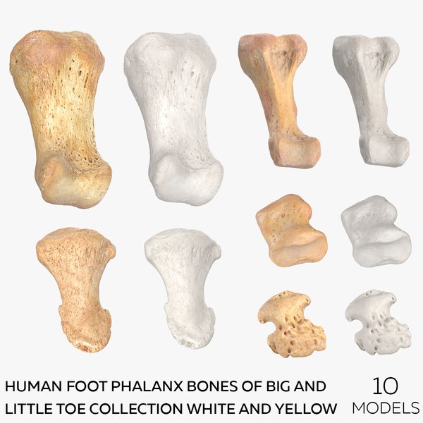 3D Human Foot Phalanx Bones of Big and Little Toe Collection White and Yellow - 10 models