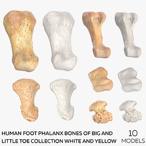 Human Foot Phalanx Bones of Big and Little Toe Collection White and Yellow - 10 models