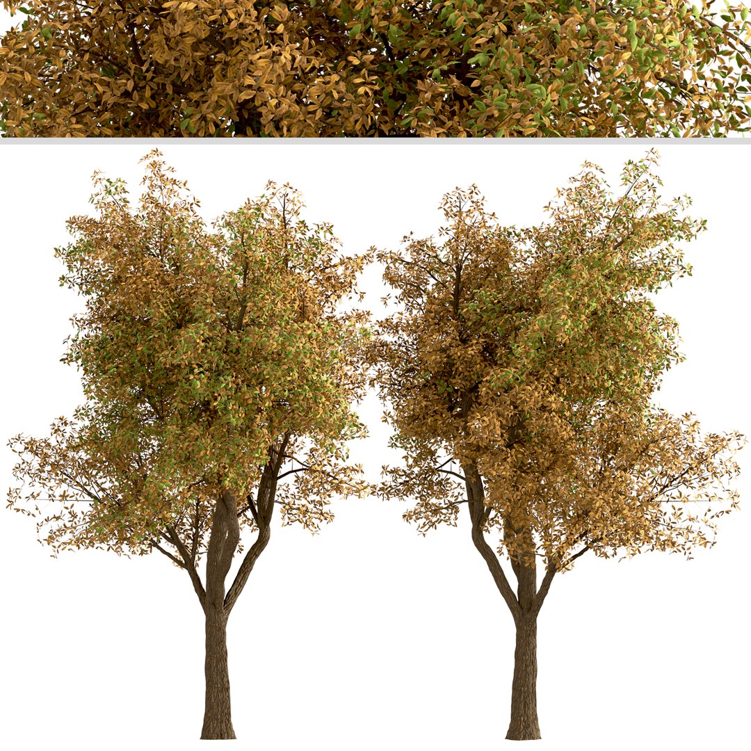 Set Of Chestnut Or Castanea Tree - 2 Trees Model - TurboSquid 1997924