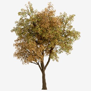 Set of Chestnut or Castanea Tree - 2 Trees