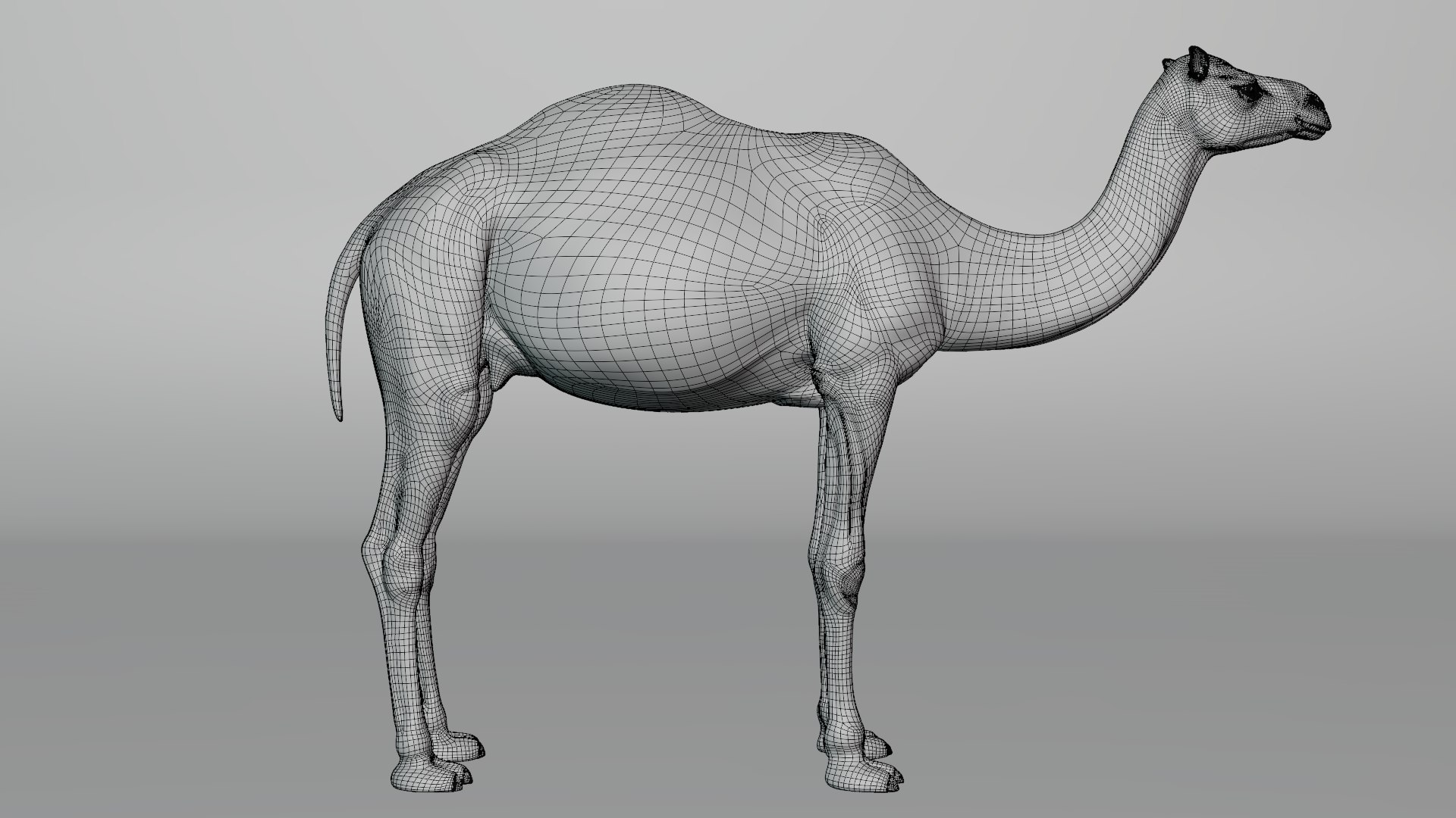 camel rigged animations 3D https://p.turbosquid.com/ts-thumb/bB/4TZAlu/9UMldzy2/camel_wire03/png/1596181397/1920x1080/fit_q87/99c8bfcd1dadd6675d525ad3586835188e088792/camel_wire03.jpg