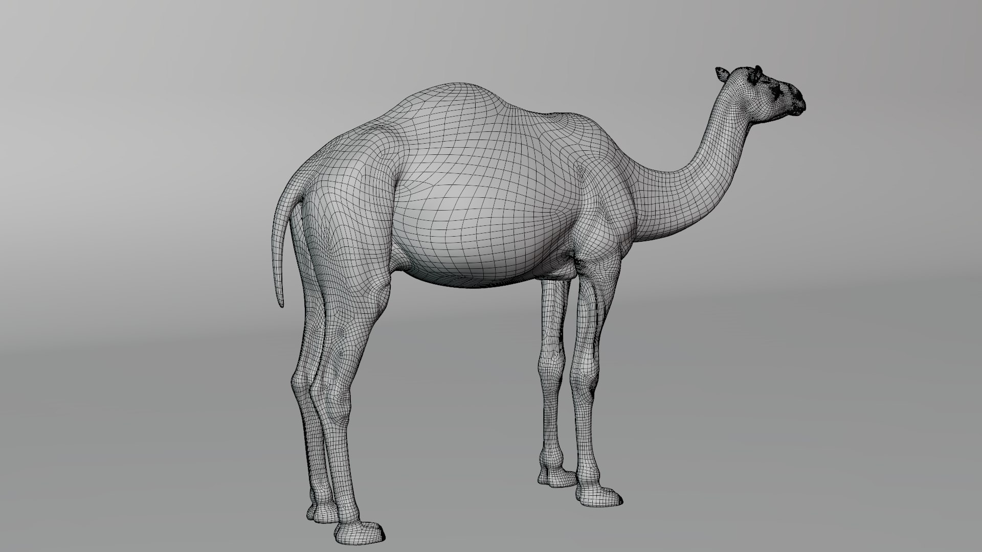 camel rigged animations 3D https://p.turbosquid.com/ts-thumb/bB/4TZAlu/Q1jy5v5b/camel_wire04/png/1596181397/1920x1080/fit_q87/c322254ed6d405fc4b32e6161a3b0d5026ada83c/camel_wire04.jpg