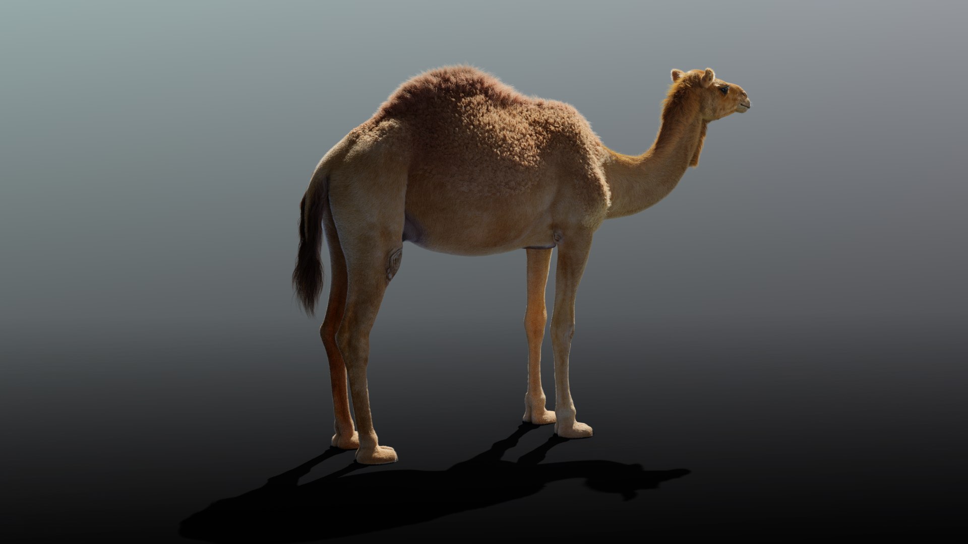 camel rigged animations 3D https://p.turbosquid.com/ts-thumb/bB/4TZAlu/ZodydC02/camel_effectmap07/png/1596181397/1920x1080/fit_q87/94fdbdd6ef4881e0c0b9dd6ddfcefeb34692c279/camel_effectmap07.jpg