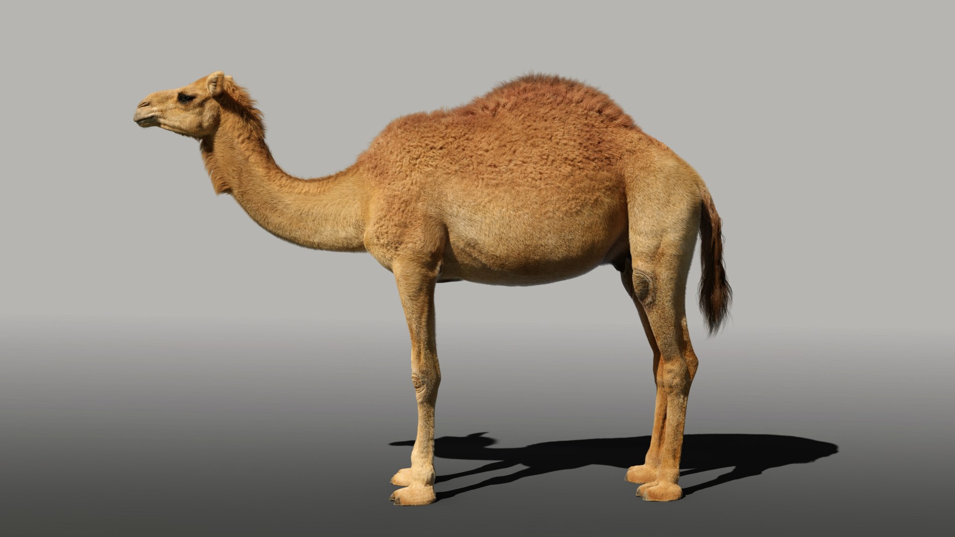 camel rigged animations 3D https://p.turbosquid.com/ts-thumb/bB/4TZAlu/aS1XHzgR/camel_effectmap03/png/1596181397/1920x1080/fit_q87/77577985568c76d2722b1a525aef814d97d922f8/camel_effectmap03.jpg