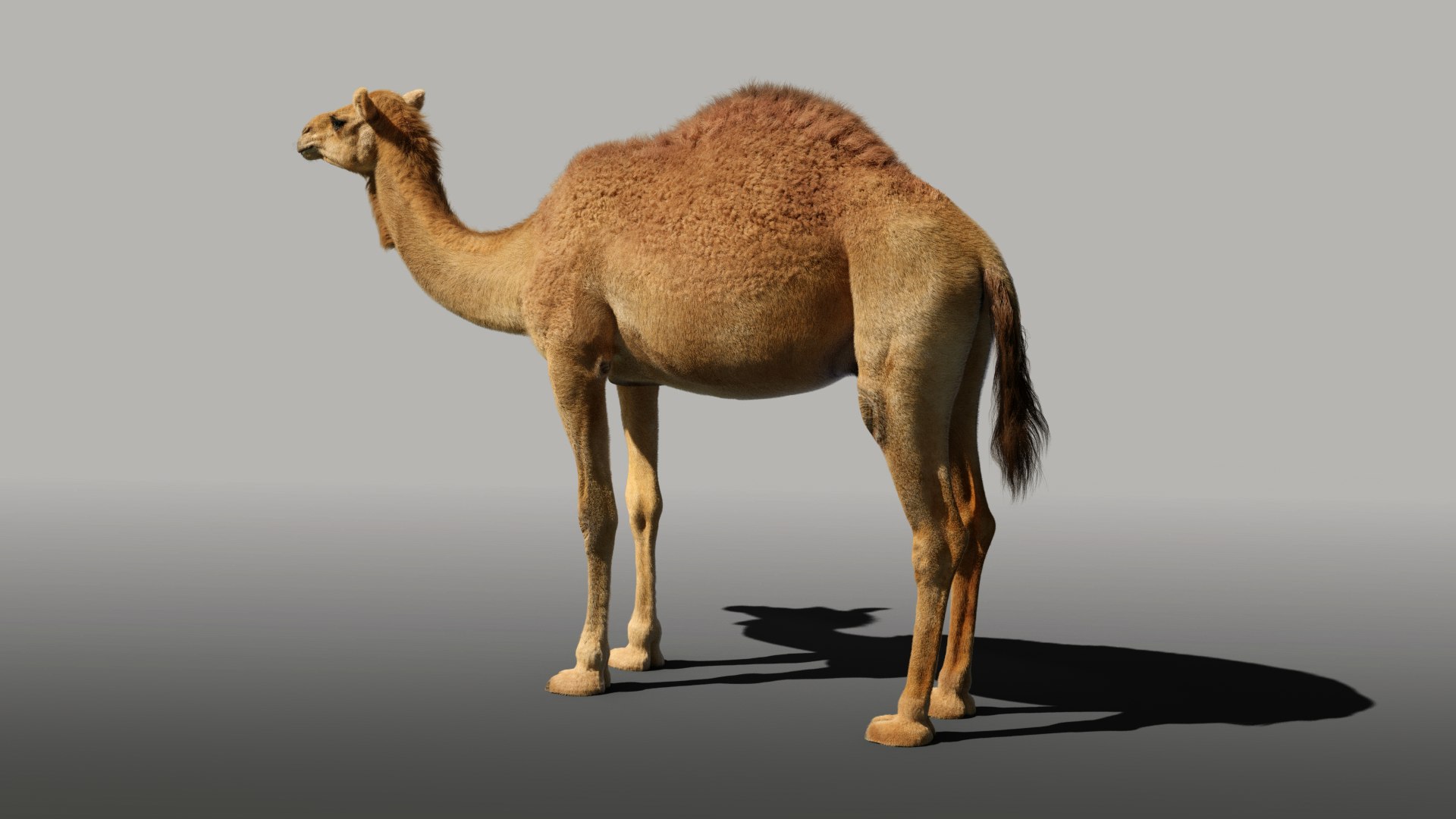 camel rigged animations 3D https://p.turbosquid.com/ts-thumb/bB/4TZAlu/gnHHB3lo/camel_effectmap04/png/1596181397/1920x1080/fit_q87/673bb2c5714e2abee3d81a98bf00b817d35596b2/camel_effectmap04.jpg