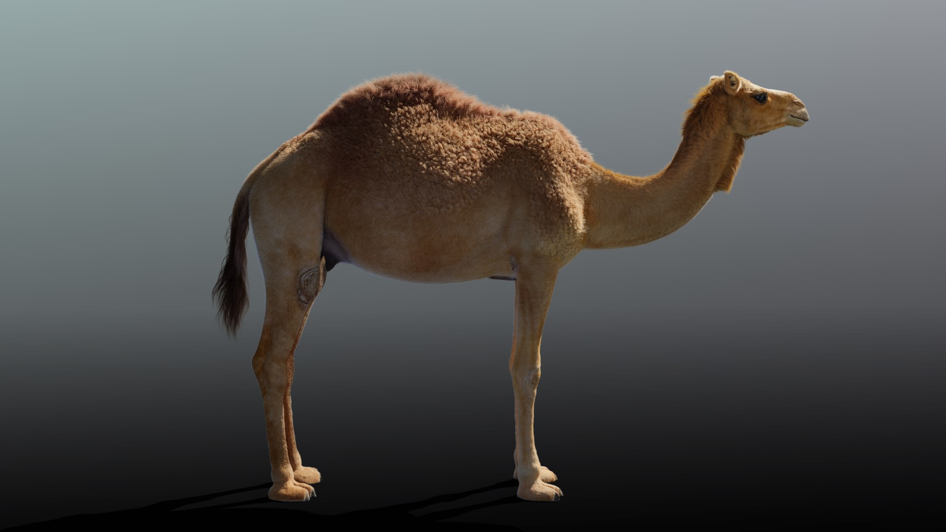 camel rigged animations 3D https://p.turbosquid.com/ts-thumb/bB/4TZAlu/iN7iSsJl/camel_effectmap08/png/1596181397/1920x1080/fit_q87/29bb12b46e46cf5ff7cc69a14ba3c2c3b4c119f8/camel_effectmap08.jpg