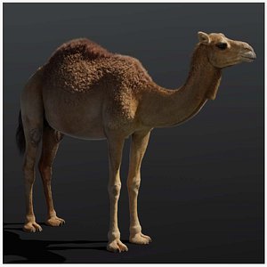camel rigged animations 3D