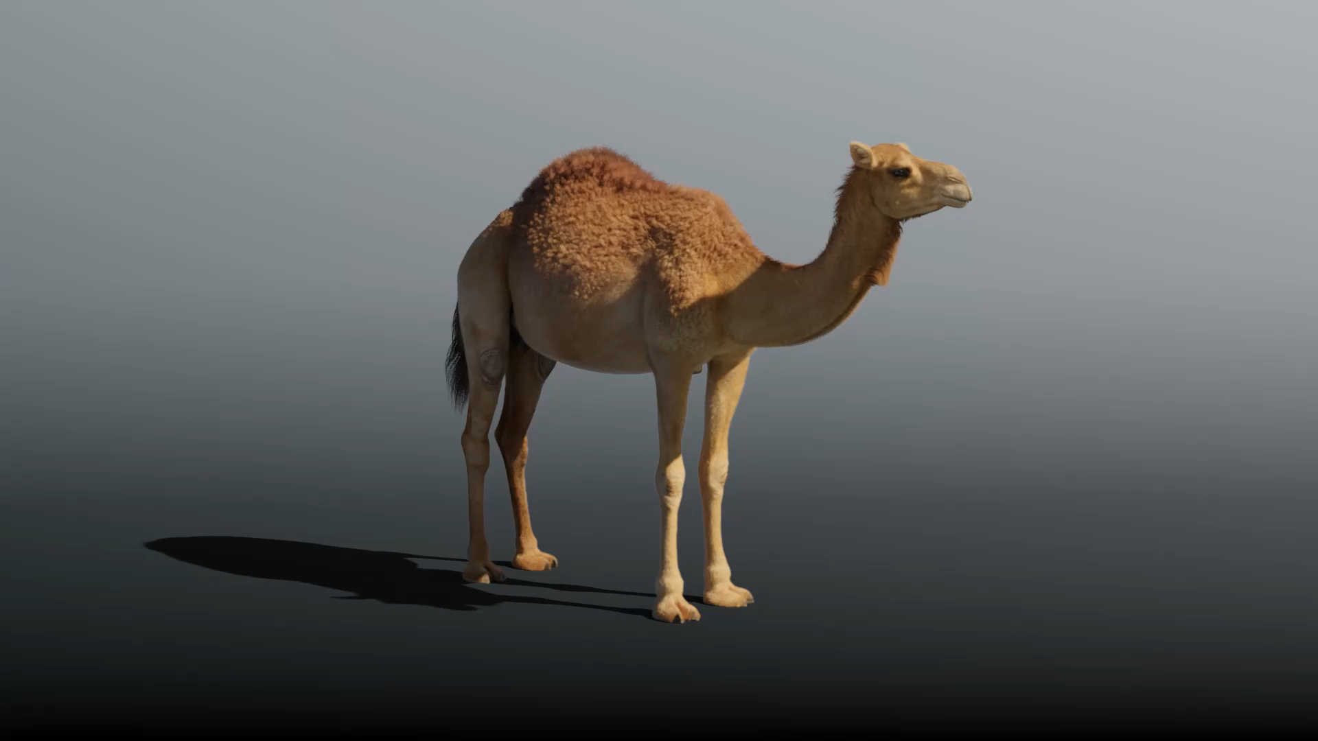 camel rigged animations 3D https://p.turbosquid.com/ts-thumb/bB/4TZAlu/iopnP6fZ/camel/png/1596184960/1920x1080/turn_fit_q99/a4305b2496c7d656a7c1ab45e5cbdc8e35df15a2/camel-1.jpg