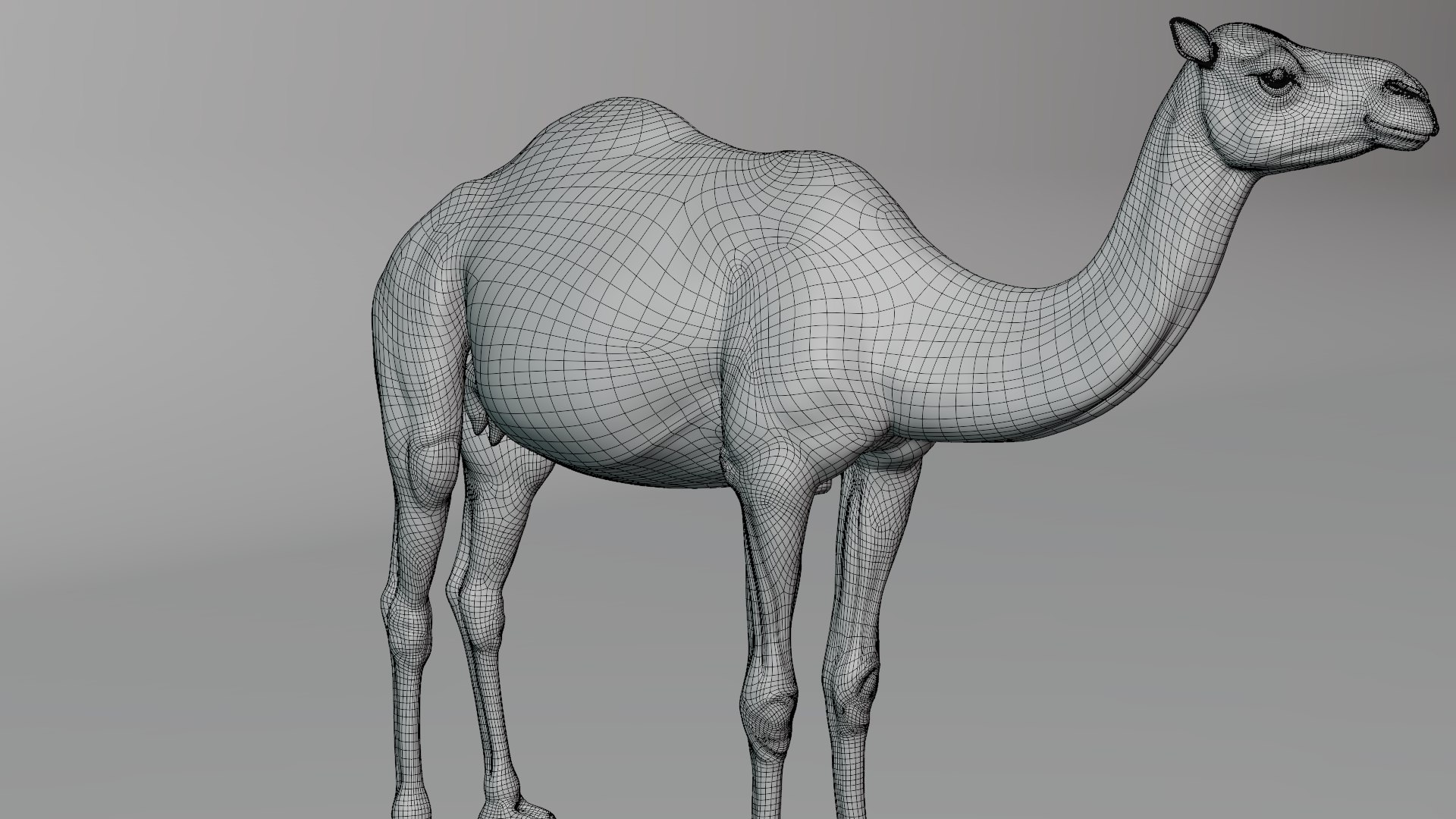 camel rigged animations 3D https://p.turbosquid.com/ts-thumb/bB/4TZAlu/mgDi4hJb/camel_wire02/png/1596181397/1920x1080/fit_q87/7378da32ec5ed9ecd4902798446489072e6fe43b/camel_wire02.jpg