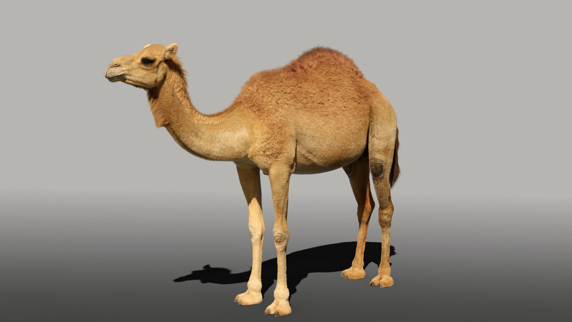 camel rigged animations 3D https://p.turbosquid.com/ts-thumb/bB/4TZAlu/p0SBXUCg/camel_effectmap02/png/1596181397/1920x1080/fit_q87/bc6b692afc76dc0269832c302c29f1b71b01109b/camel_effectmap02.jpg