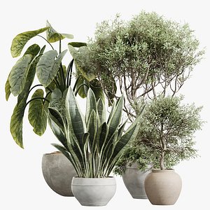 AV Indoor Plants Set 230 Olive Wilsonii and Fittingly Elephant and Wilsonii Chemlali Olive and Sanse