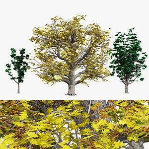 Quercus Tree Pack