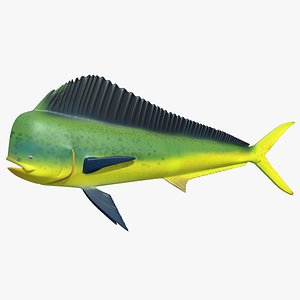 mahi mahi - dolphinfish