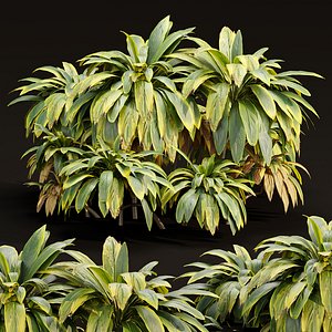 Cordyline fruticosa plants vol 209 3D model
