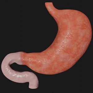 stomach science organ 3D model