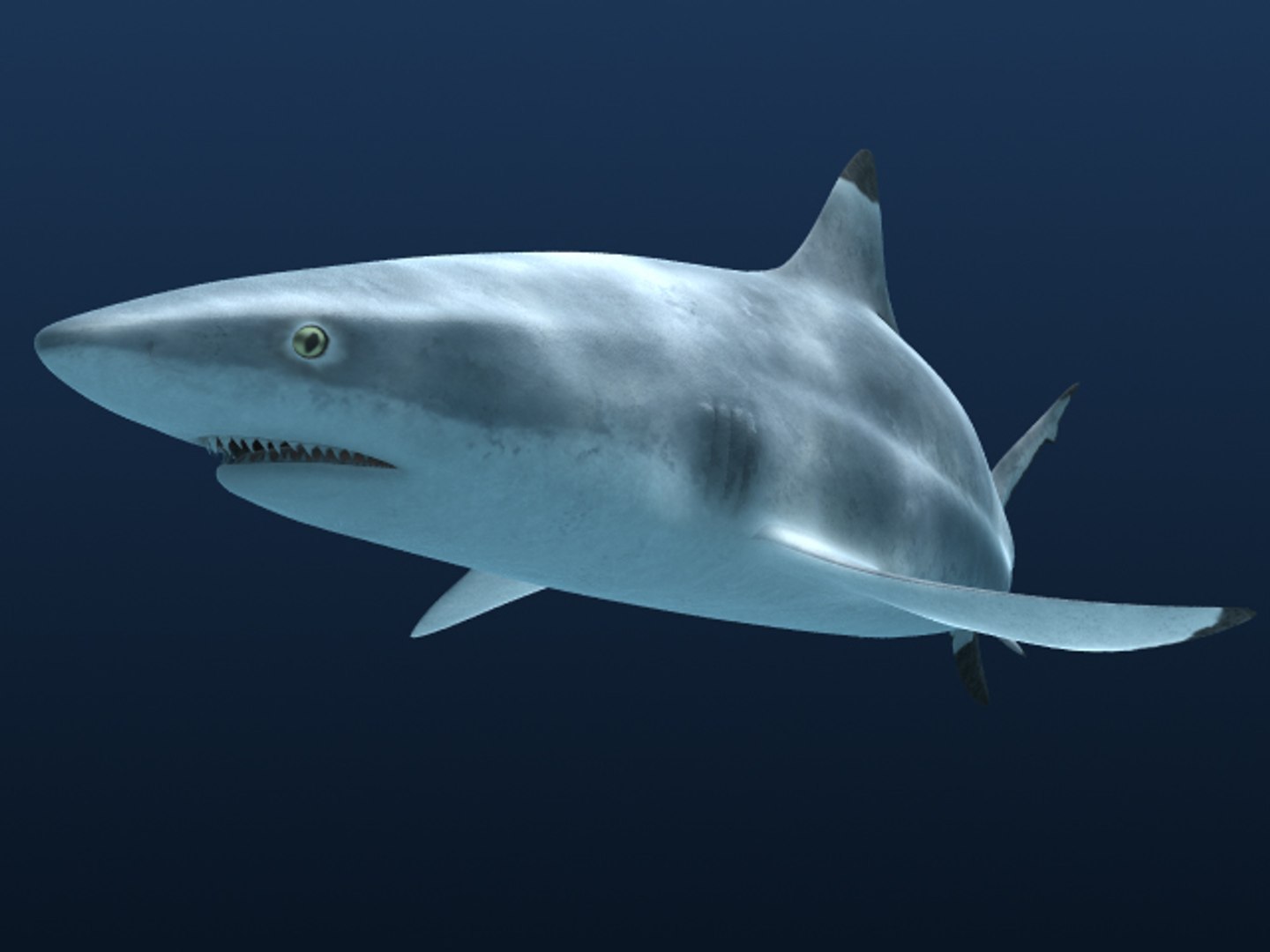 3d Model Reef Shark