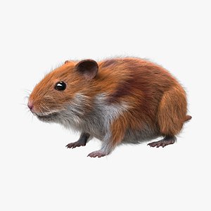 hamster fur 3d model