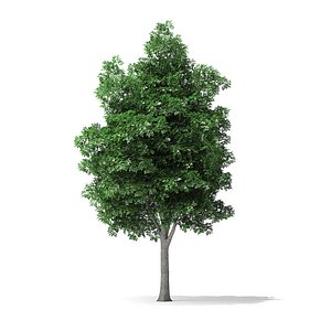 3D white ash tree 7 model