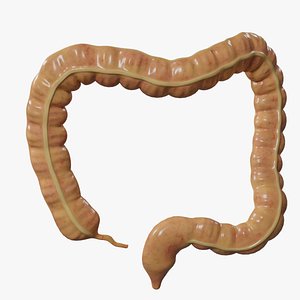Human large intestine