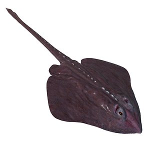 Bathyraja Lindbergi Gray Rigged for Cinema 4D 3D