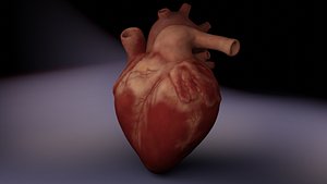 3D Human Heart week sixteen 16 3D Model model