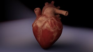 Human Heart week sixteen 16 3D Model