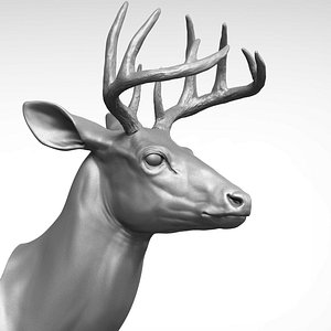 3D model white-tailed deer - virginia