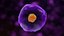 Cytotoxic T Cell