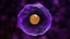 Cytotoxic T Cell