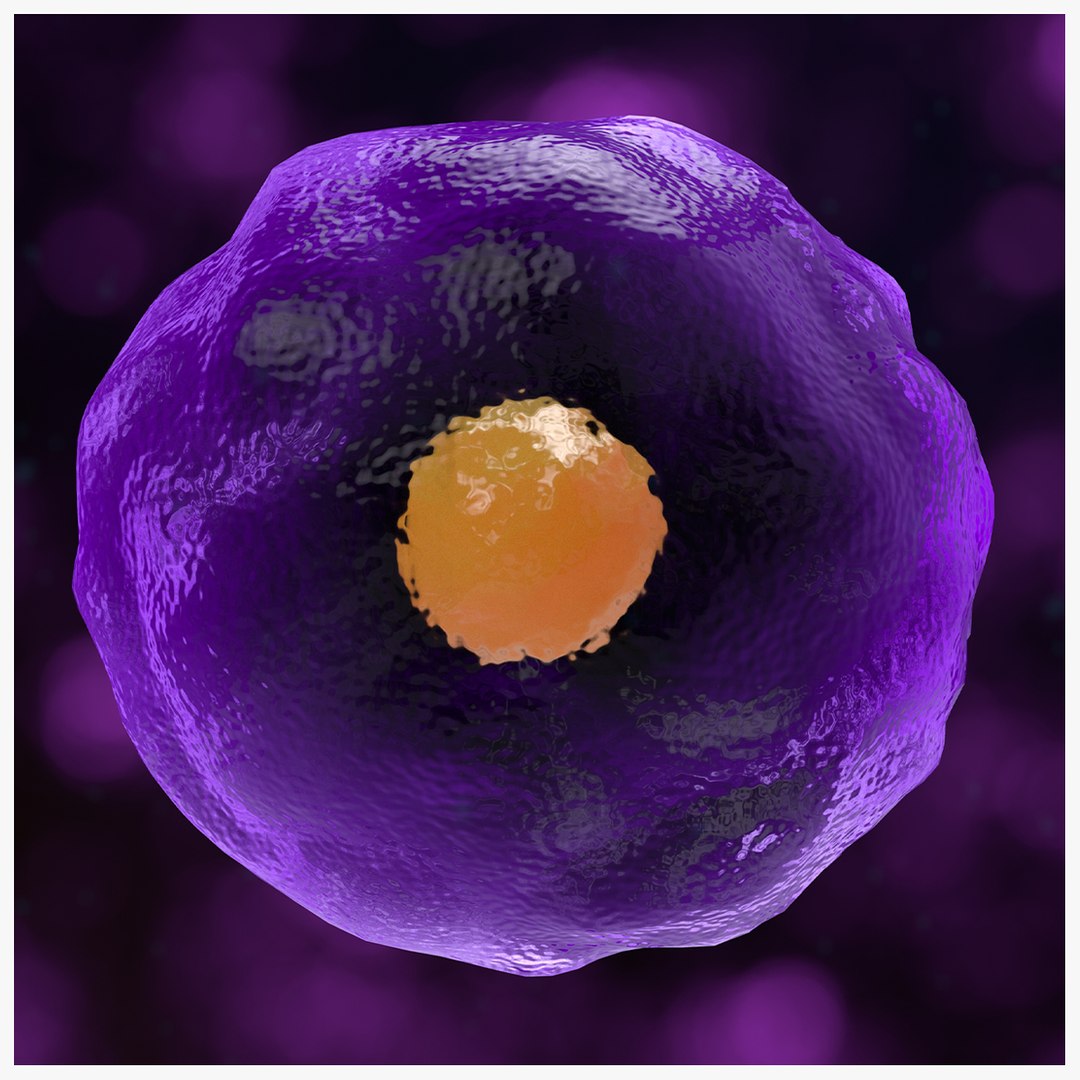 3D Cytotoxic T Cell https://p.turbosquid.com/ts-thumb/bB/lCMkPp/i6/searchimage/jpg/1744644312/1920x1080/fit_q87/ba3f267f93aa1a938ea2233127452dde5a5754bf/searchimage.jpg