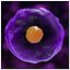 Cytotoxic T Cell