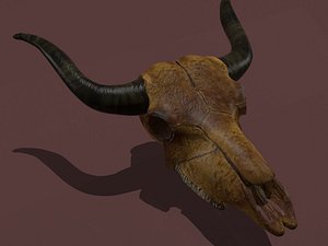 Cow Skull