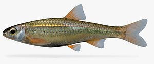 Notropis nubilus Ozark Minnow