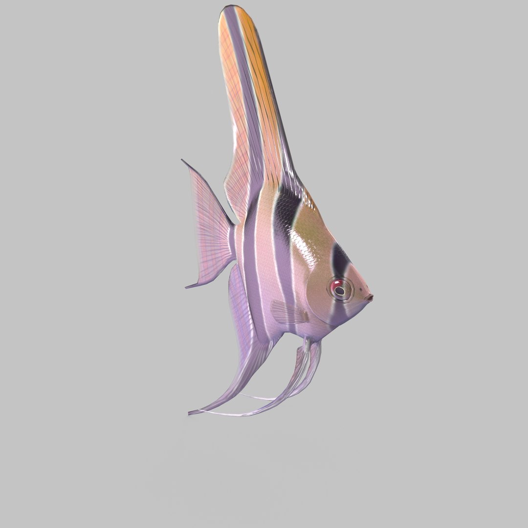 Scalar fish 3D https://p.turbosquid.com/ts-thumb/bC/7430qO/4o/5/jpg/1619417410/1920x1080/fit_q87/68ecefd0e7b4a0ff09ccc1b00a274e38add01287/5.jpg