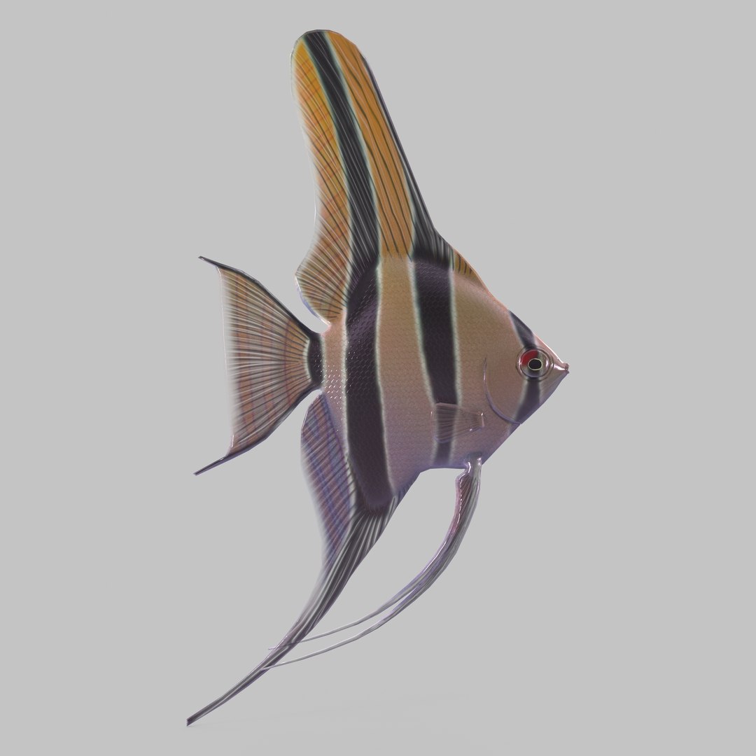 Scalar fish 3D https://p.turbosquid.com/ts-thumb/bC/7430qO/zy/6/jpg/1619417412/1920x1080/fit_q87/2dc117e4209629096378296de98182605be93247/6.jpg