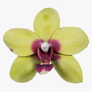 Phalaenopsis Orchid Yellow Red Center Remastered 3D model