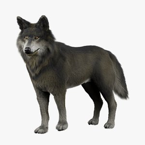 Wolves Basic Rigged 3D Model model