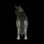 Wolves Basic Rigged 3D Model model