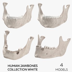Human Jawbones Collection White - 4 models