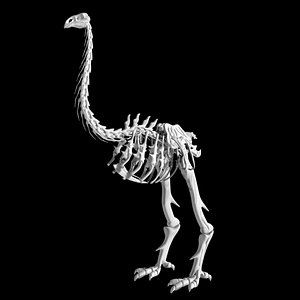 3D model Moa skeleton